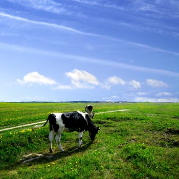 cow on green dandelion field under blue sky