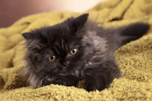 Young Longhair cat