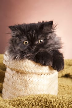 Young Longhair cat