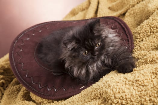 Young Longhair cat