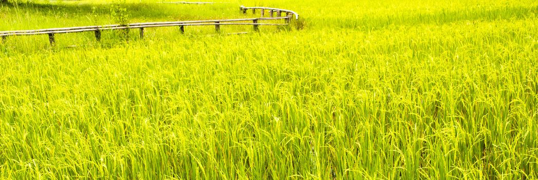 Horizontal shot of a paddy field with a wooden fence