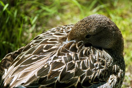 Brown duck on green grass background