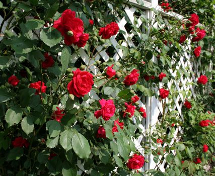 A white trellis supporting a red rose vine.