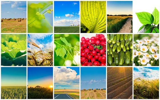 Agricultural set. Agriculture or harvest collage