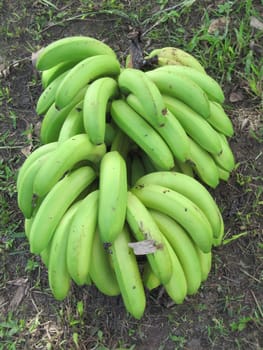 Bunch of Bananas