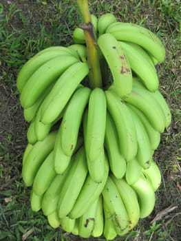 Bunch of Bananas