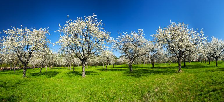 Apple Orchard in the middle of the spring season. Panoramic photo. 