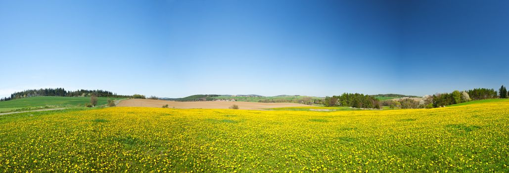 Beautiful spring panoramatic shot with a dandelion meadow 