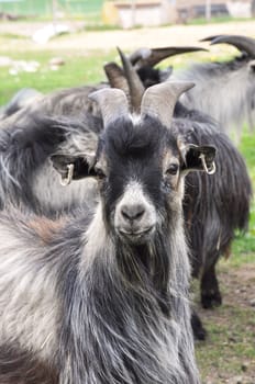 African dwarf goat in gray and white colors.