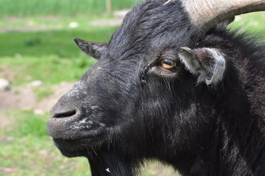 Closeup of a goat face
