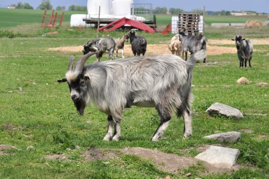 African dwarf goat on a farmyard