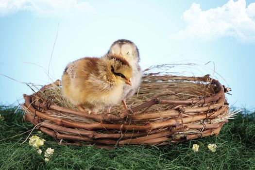 Easter animals