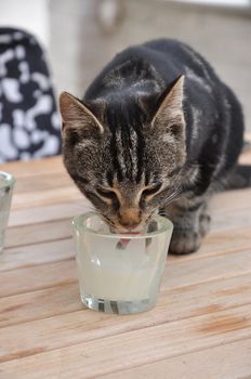 Kitten drinking milk out of a glass.