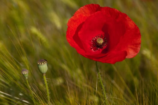 Poppy and poppy head on green background