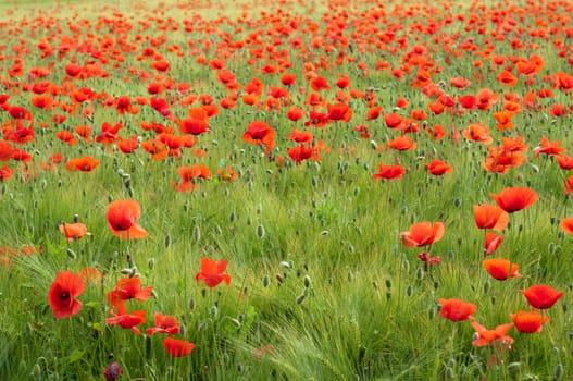 Red poppy and wheat field horizontal