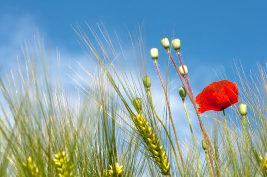 Poppy and wheat sight from below background sky horizontal