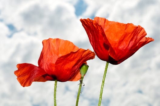 Close up of two red poppy horizontal
