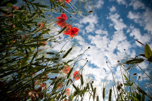 Poppy field from below grandangle horizontal