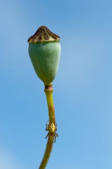 Poppy head with yellow spider background sky