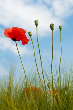 Red poppy and poppy heads background sky and wheat vertical