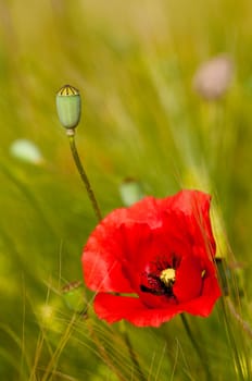 Red poppy and poppy head background green wheat
