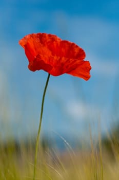 Red poppy background blue sky and wheat