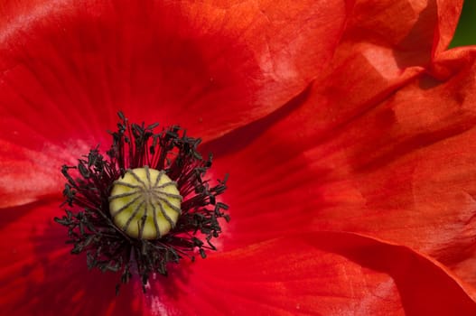 Red poppy close up from above horizontal