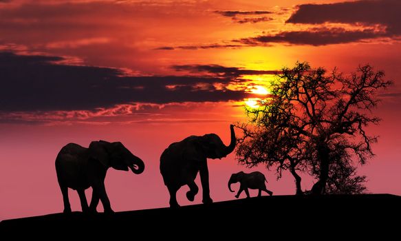 A family of elephants sunset silhouette