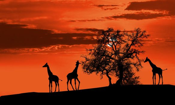 Giraffes in Africa at sunset silhouette