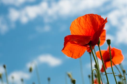Red poppy on backlighting from below horizontal