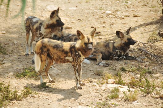 Lycaon family resting in the sand