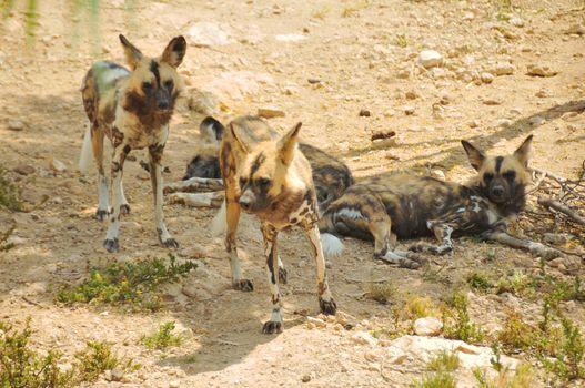 Lycaon family resting in the sand