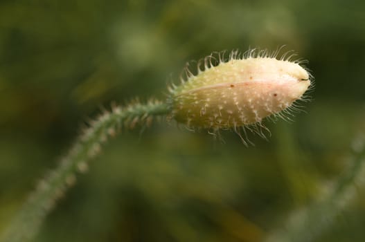 Poppy sapling close up horizontal