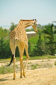 Giraffe walking with trees in the background