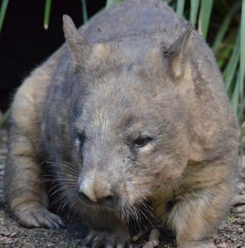 Brown and Grey Native Australian Wombat
