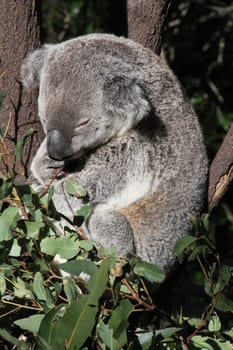 Australian Koala sleeping in a Gum Tree
