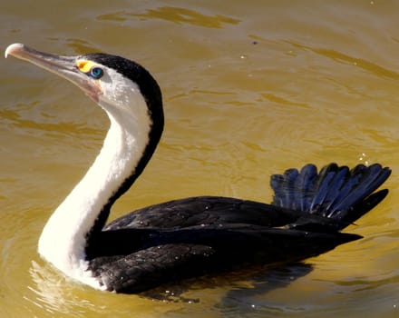 Australian Water Bird swimming on a river