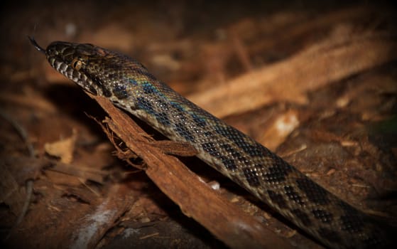 Australian Native Brown Python Snake