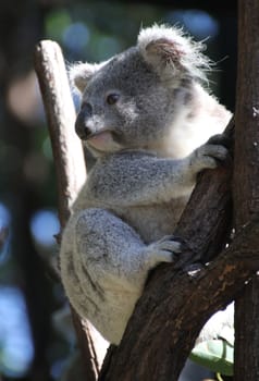 Australian native Koala in a tree