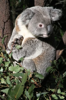 Native Australian Koala sitting in a Gum tree