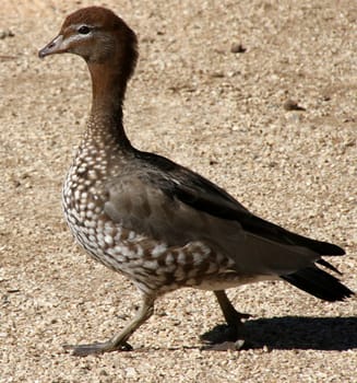 Brown Australian Native Duck walking 