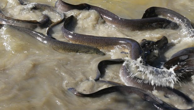 Native Australian Eels fighting over food