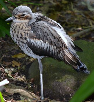 Native Australian Bird standing in the bush