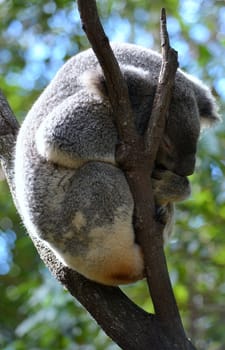 Native Australian Koala sleeping in the branches of a Gum Tree