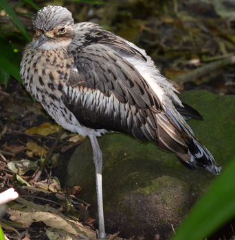 Native Australian Bird in the bush