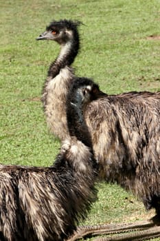 Two Australian Emus sitting in the sun