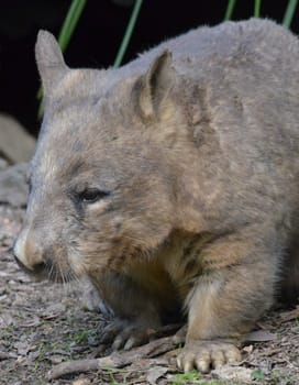 Brown and Grey Native Australian Wombat