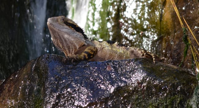 Australian Water Dragon Lizard basking in the sun near waterfall