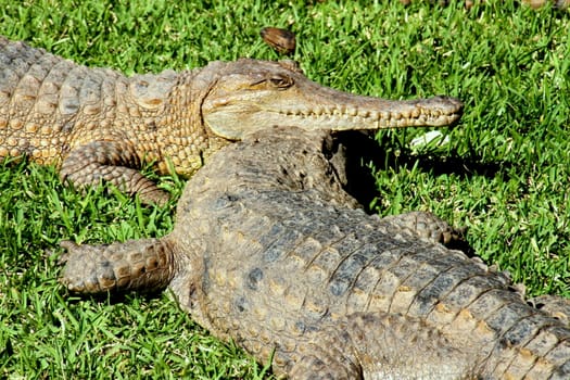Australian Fresh Water Crocodile basking in the sun