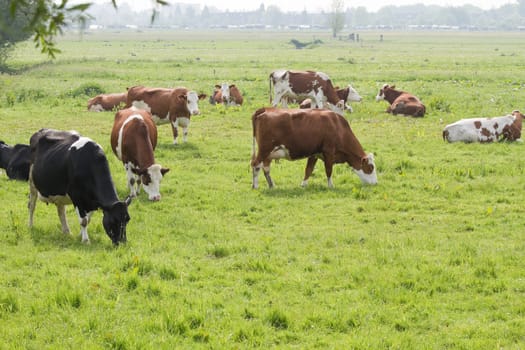 Grazing cows in Dutch country landscape on hazy day in spring